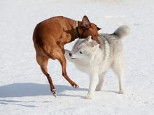 Two Dogs Playing In The Snow.