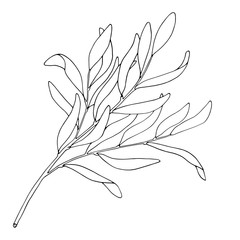 Tea tree leaf outline vector illustration. Hand drawn botanical doodle sketch of Melaleuca alternifolia. Black and white medicinal plant. Herb for cosmetics, package, essential oil, coloring book
