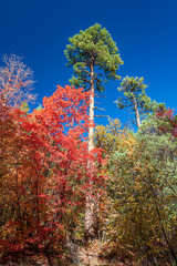 Wall Mural - Fall Maple Foliage and Tall Pine 