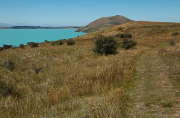 Landscape on hiking track Peninsula Walkway at Lake Tekapo on South Island of New Zealand