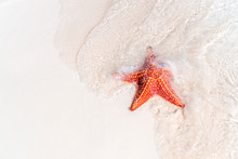 Tropical White Sand With Red Starfish In Clear Water