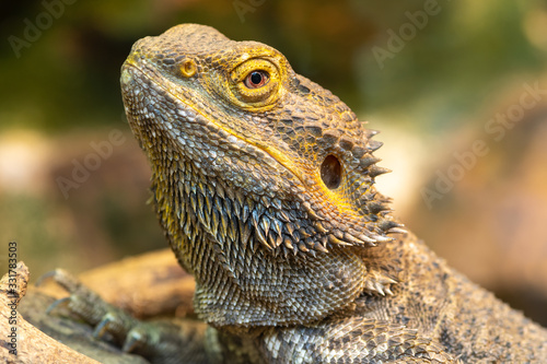 Cuadros en Lienzo Head shot of a central bearded dragon (pagona vitticeps) in captivity