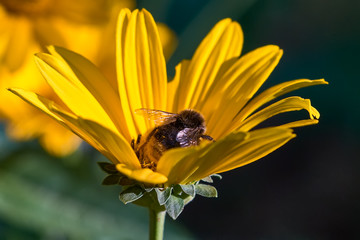 Bumblebee collects pollen on a yellow daisy, spring summer, abstract natural background