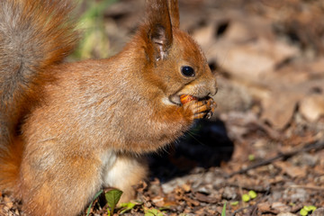 Wall Mural - Red squirrel eating a nut on the ground