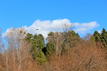 Wall Mural - bird flight in the endless spring sky