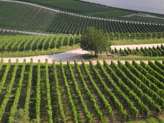 Wall Mural - Weinberg bei Rüdesheim