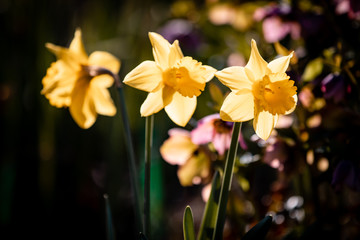 Canvas Print - daffodils in the garden