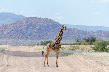 Giraffe standing in the middle of the road