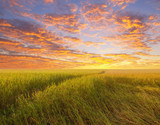 Fototapeta Zachód słońca - golden rice field with beautiful sunset background.