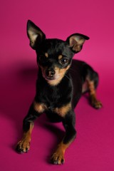 Beautiful little black dog of Toy Terrier breed lies on a bright pink background.Close-up.