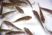 School Of Tilapia Fish In Clear Fresh Water