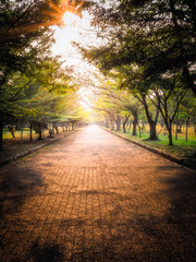 Wall Mural - In the evening, a beautiful path in the park.