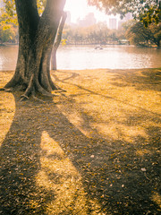 Wall Mural - The beauty of the evening in the park
