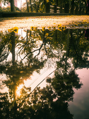 Wall Mural - The beauty of the evening in the park
