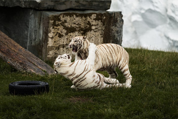 Weiße Tiger beim Spielen