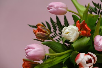  Tulips flowers bouquet pink  multicolored with green leaves on a light pink background.top view, copy space.Spring season