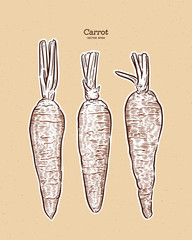 Sticker - carrot, hand draw sketch vector.