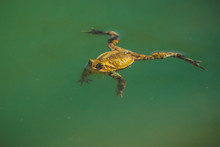 Yellow Or Green Frog Is Floating On Emerald Green Water. Lazy Frog In Water, Chilling And Relaxing With Legs Spread Apart.