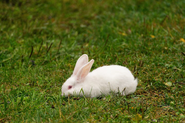 albino rabbit