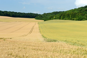 Champs de blé contigus semés avec 2 variétés différentes n'ayant pas les même maturités