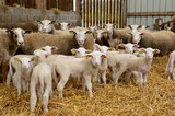 Fototapeta Zwierzęta - Brebis et agneaux dans une bergerie. Agneaux de boucherie