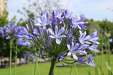 Agapanthus herbaceous plant with bright blue lily flowers on a sunny summer day