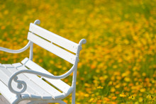 Bench In The Park And Field Of Flowers, Yellow Flowers Background