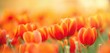 orange tulips on a green background ,  spring-blooming and the flowers are usually large , so beautiful in garden	