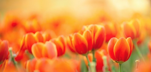 Poster - orange tulips on a green background ,  spring-blooming and the flowers are usually large , so beautiful in garden	