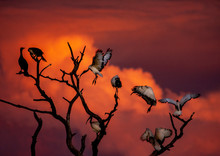 Sacred Ibises At Sunset, Against Red And Orange Clouds
