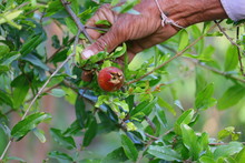 Small Growing Pomegranate Fruit