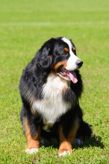 Portrait of large well-kept dog Berner Sennenhund sitting on side of lawn in green spring grass, in park