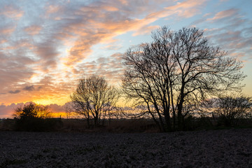 Wall Mural - Trees are silhouetted against a colorful evening sky