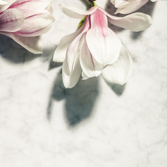 Wall Mural - beautiful pink magnolia flowers on white marble table. top view. flat lay. spring minimal concept.