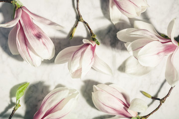 Wall Mural - beautiful pink magnolia flowers on white marble table. top view. flat lay. spring minimal concept.