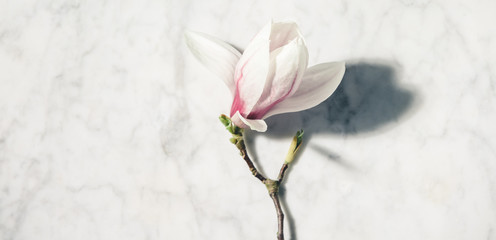Wall Mural - beautiful pink magnolia flowers on white marble table. top view. flat lay. spring minimal concept.