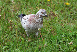 Fototapeta Dmuchawce - Summer morning. A beautiful pigeon collects worms for their children.