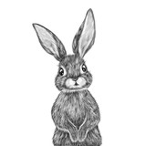 Fototapeta Pokój dzieciecy - Cute hand drawn rabbit portrait. Nursery poster