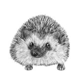 Fototapeta Pokój dzieciecy - Cute hand drawn hedgehog portrait. Nursery poster