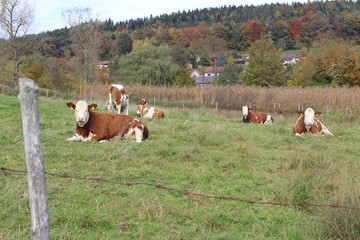 cows in a field