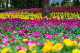 Fototapeta Tulipany - colorful spring flowers in the garden