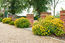 Yellow Chrysanthemum In Garden Border