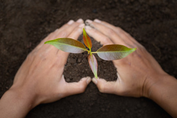 Hand protects seedlings that are growing, Environment Earth Day In the hands of trees growing seedlings, reduce global warming, concept of love the world.