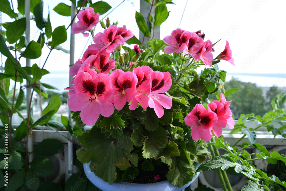 Beautiful pink geranium (pelargonium) flowers. Garden on the balcony with flowers in pots. - obrazy, fototapety, plakaty 