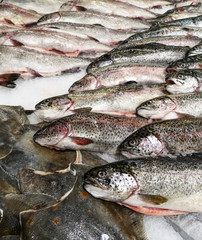 Poster - Chilled trout fish in ice