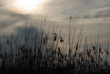 Fototapeta Niebo - reeds against the sky, Iznik, Turkey