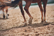 A blurry image of a galloping horse with selective focus, its tail fluttering in the wind and its hooves kicking up dust.