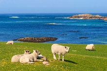 Beautiful View Of The Sea And Sheeps On A Meadow In Iona, Scotland