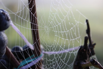 spider web with water drops