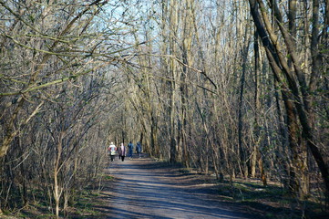 Poster - walk in the forest